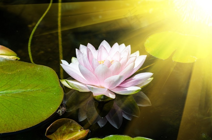 唯美白莲花鲜花图片