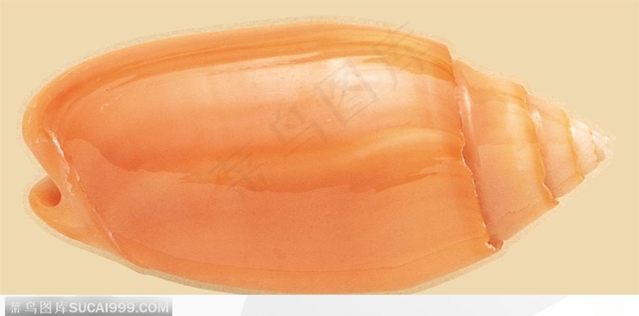 精美贝壳-褐色的小海螺