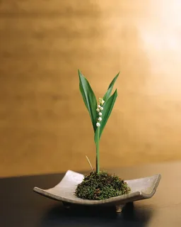 盆景造型二十二 盆景造型二十二