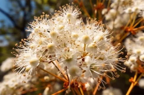 阳光明媚的日子里，白色的花朵在灌木丛中绽放，图丽歌剧风格 50mm f/1.4 ff，japonisme，梦幻浪漫的构图，复杂精致的花卉和园林画，uhd 图像，基于自然的图案，浅琥珀色和琥珀色摄影图