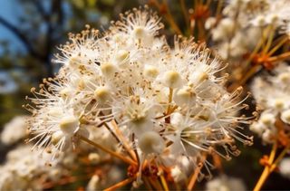 阳光明媚的日子里，白色的花朵在灌木丛中绽放，图丽歌剧风格 50mm f/1.4 ff，japonisme，梦幻浪漫的构图，复杂精致的花卉和园林画，uhd 图像，基于自然的图案，浅琥珀色和琥珀色摄影图