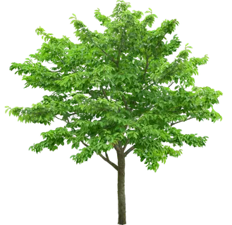 高清树木素材 免抠PSD植物素材 美术绘画园林贴图 树草灌木花草