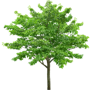 高清树木素材 免抠PSD植物素材 美术绘画园林贴图 树草灌木花草