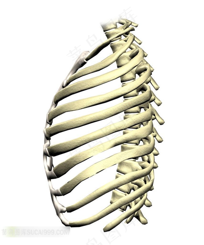 胸腔脊椎骨骼下载
