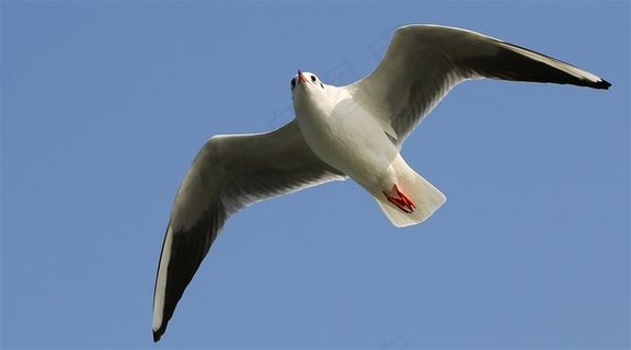 天空翱翔的海鸥摄影图 天空翱翔的海鸥摄影图