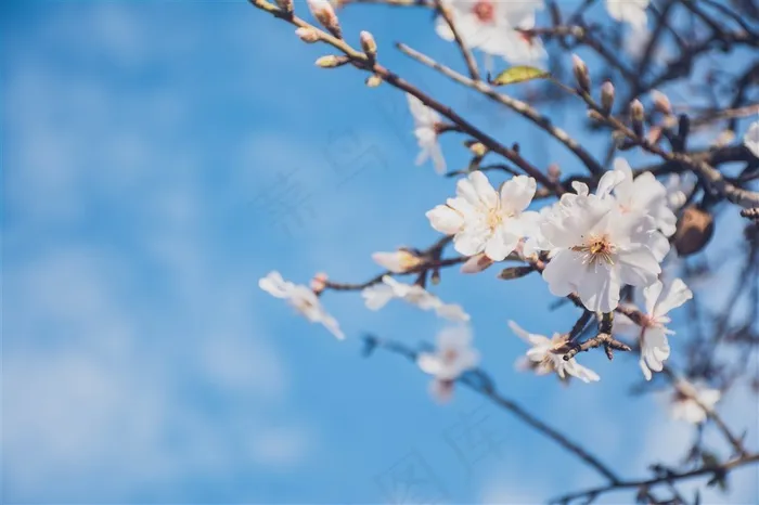 树枝上美丽的樱花大图