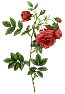 复古手绘植物花卉玫瑰花PNG免扣图案高清图片PS设计素材图