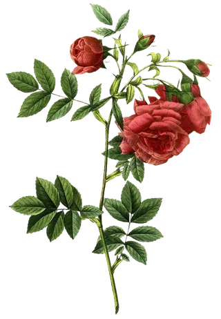 复古手绘植物花卉玫瑰花PNG免扣图案高清图片PS设计素材图