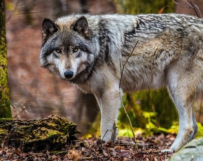 凶煞的野生动物狼图片