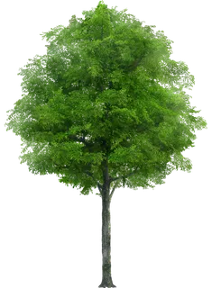 高清树木素材 免抠PSD植物素材 美术绘画园林贴图 树草灌木花草