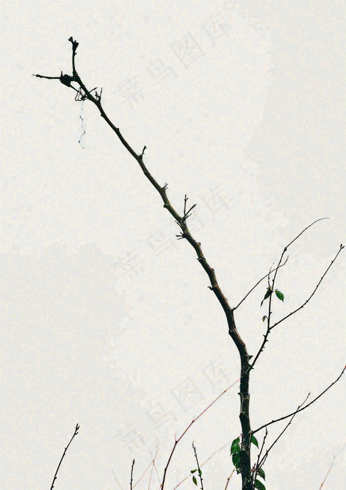 简约白底户外枝叶树枝，极简中国风，立冬摄影图