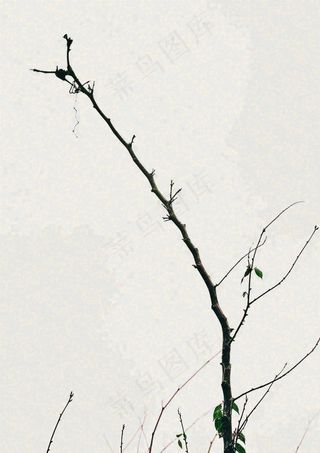 简约白底户外枝叶树枝，极简中国风，立冬摄影图