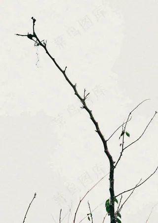 简约白底户外枝叶树枝，极简中国风，立冬摄影图