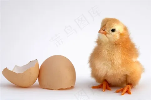 可爱的小鸡与鸡蛋图