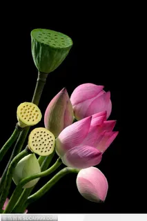 一束美丽的荷花莲蓬图片