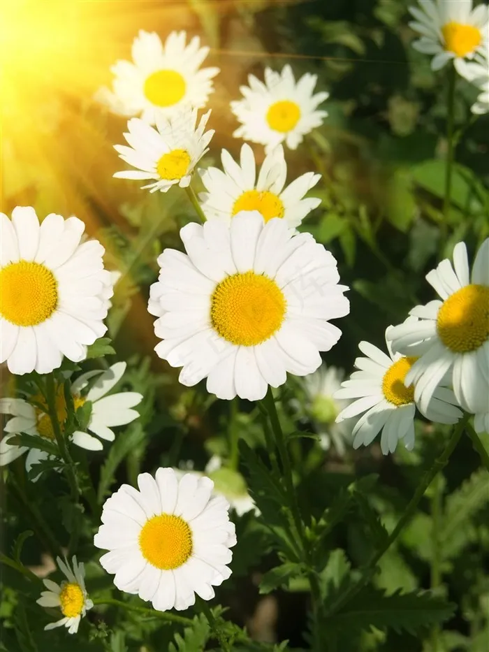 阳光唯美雏菊鲜花图片