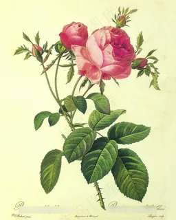 复古玫瑰花艺术插画 复古玫瑰花艺术插画