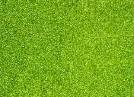 绿色树叶叶茎纹理特写图片 绿色树叶叶茎纹理特写图片