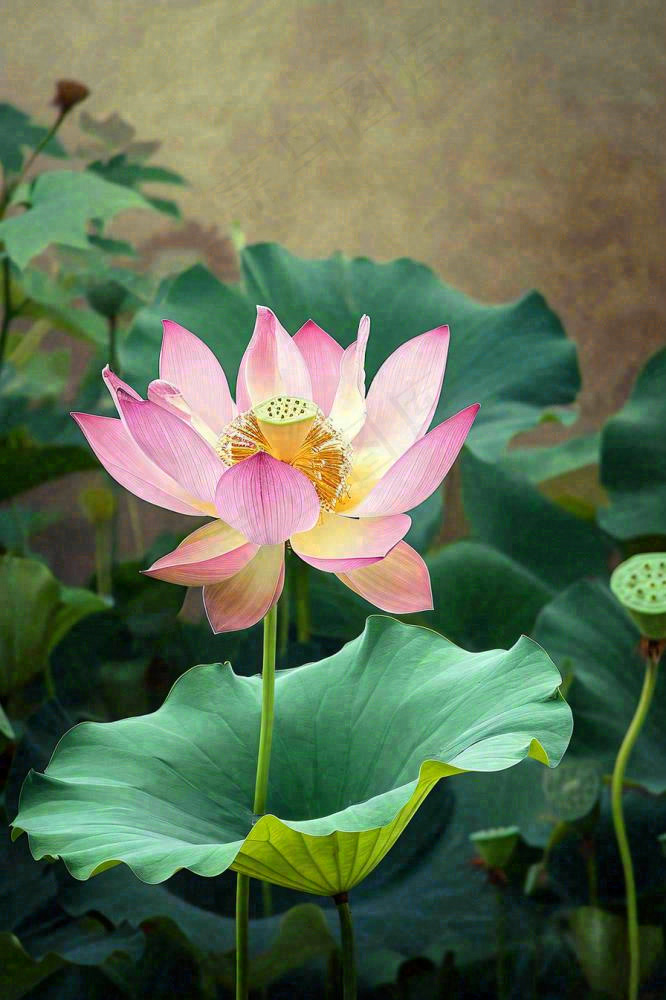 中国风夏日荷花荷叶大气特写摄影，大暑小暑夏至摄影图