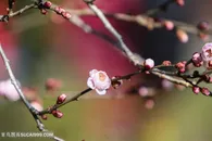 唯美梅花高清特写鲜花图片