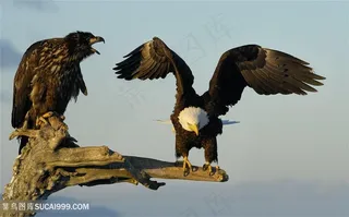 高清树枝上准备起飞的白头鹰图片