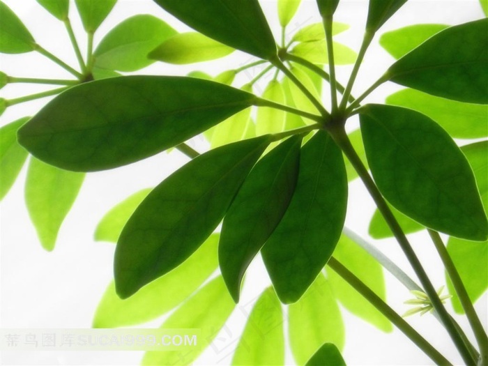 翠绿的树叶摄影