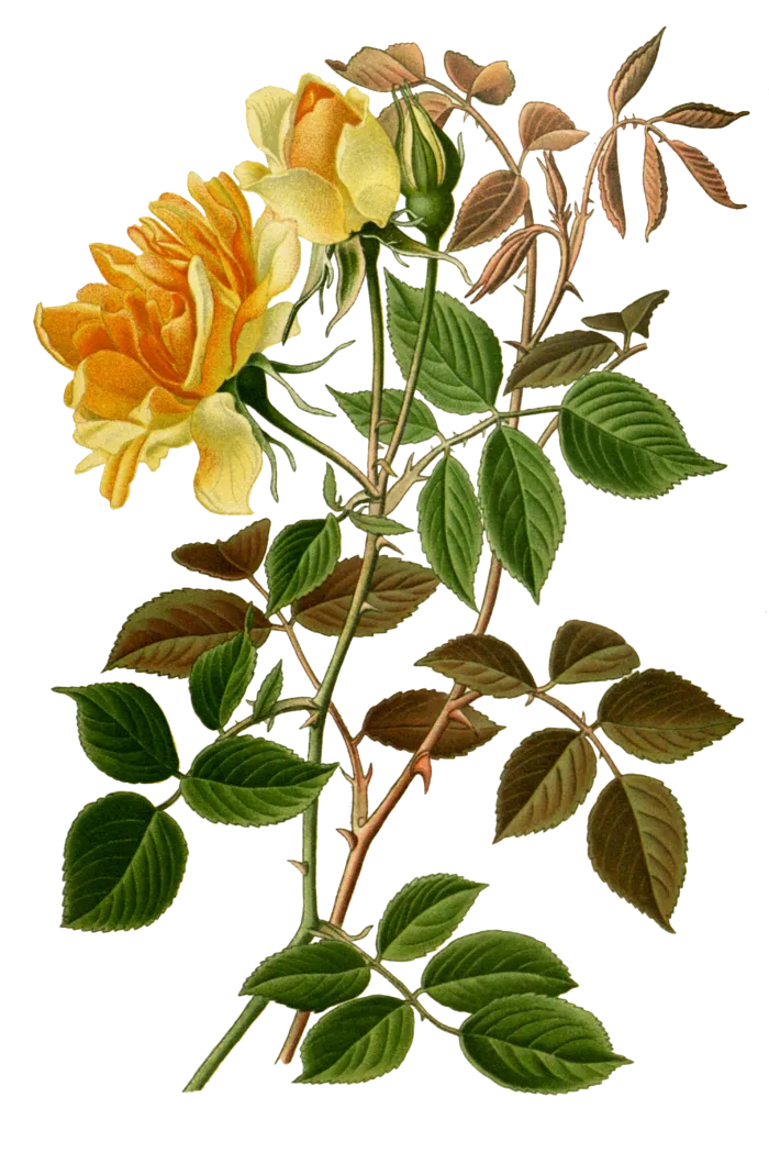 复古手绘植物花卉插画 免抠