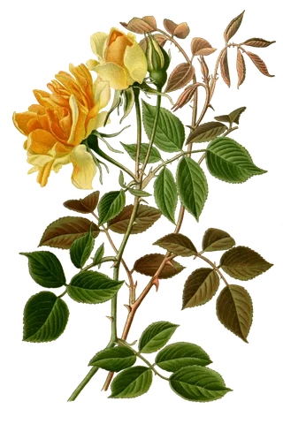 复古手绘植物花卉插画 免抠