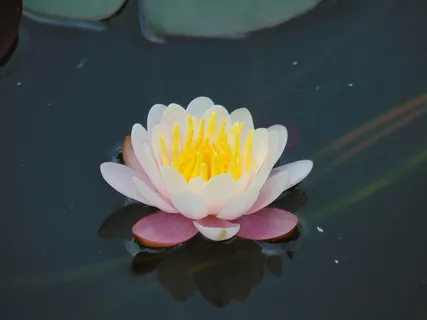 池塘睡莲花特写图片 池塘睡莲花特写图片