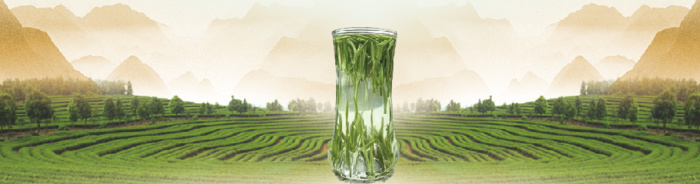 青茶 茶叶 茶园背景psd模版下载