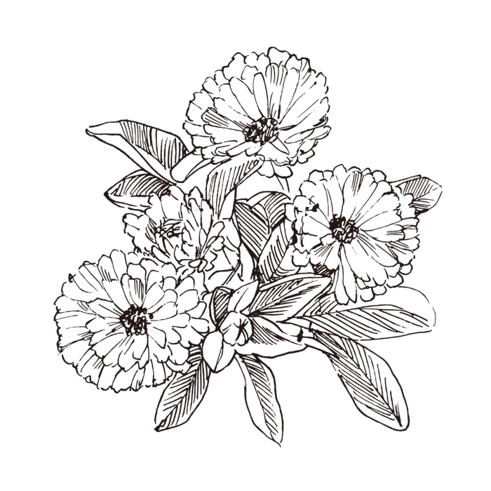 线条草本花卉手绘植物-金盏花