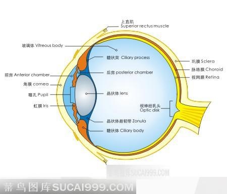 人体眼睛球结构图