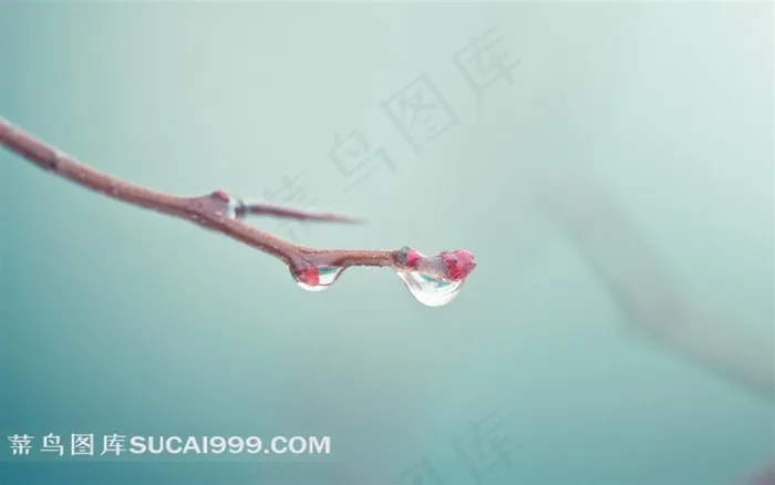 清新树枝和水珠素材图片