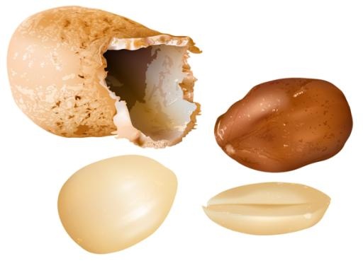 花生 PNG免抠(600x437)