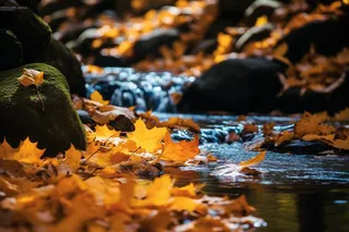 秋天落叶黄叶水河流摄影图