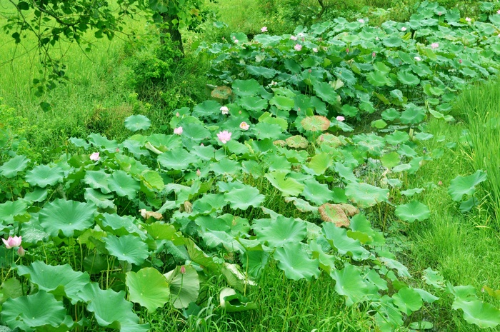 高清绿色荷花图片下载