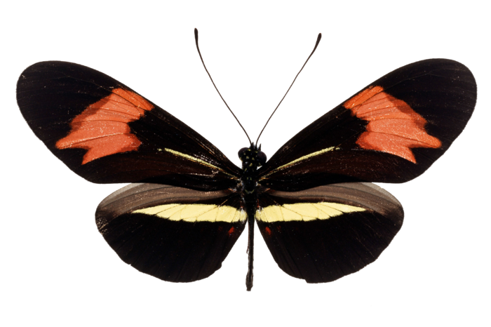 蝴蝶 彩蝶 花蝴蝶 动物 昆虫 免抠