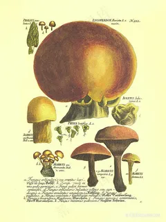 蘑菇水彩艺术油画