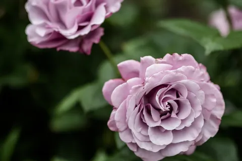 粉色微距花朵图片 粉色微距花朵图片