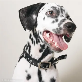 中型犬-歪头的可爱斑点狗