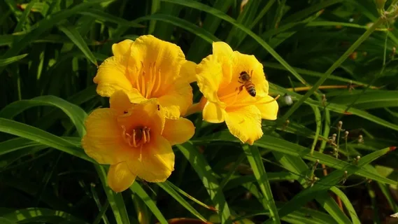 鲜花系列萱草花素材图片 鲜花系列萱草花素材图片
