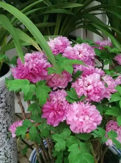 园林中的牡丹花