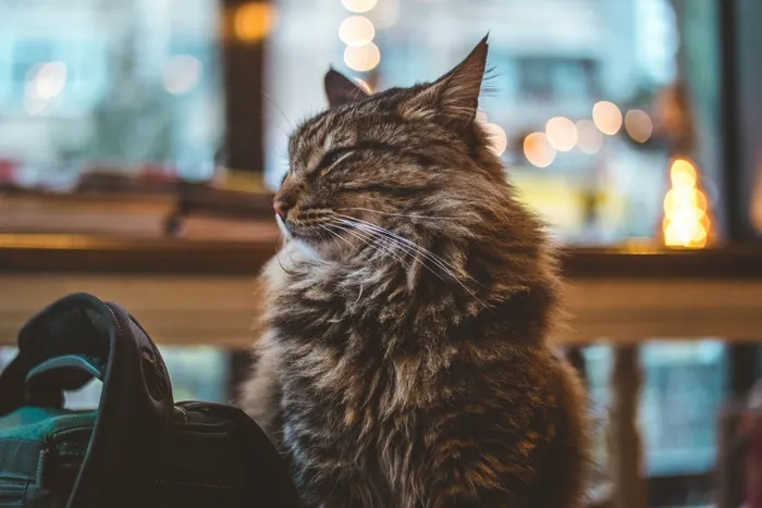 可爱猫咪猫猫摄影素材