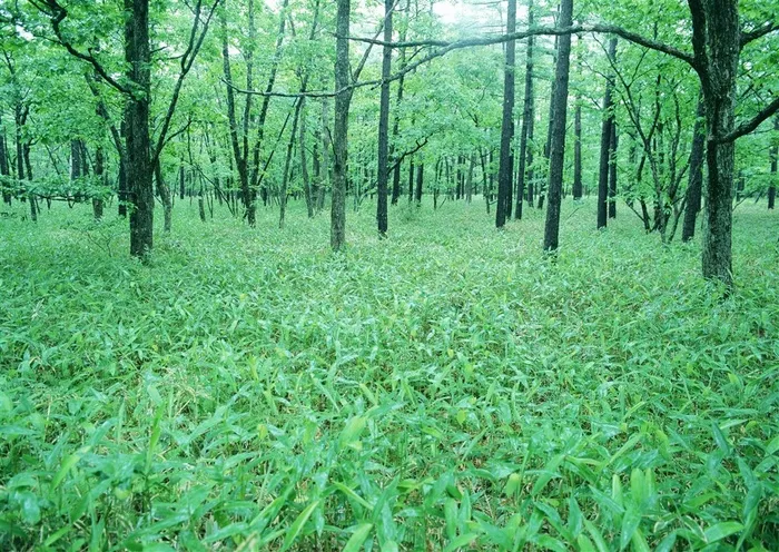 森林风景田园风光素材
