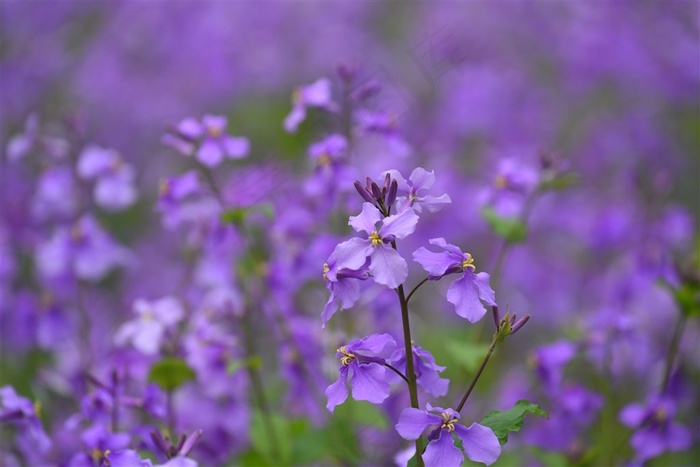 家乡的那一片二月兰