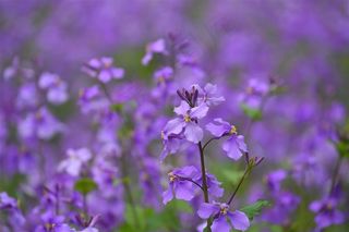 家乡的那一片二月兰