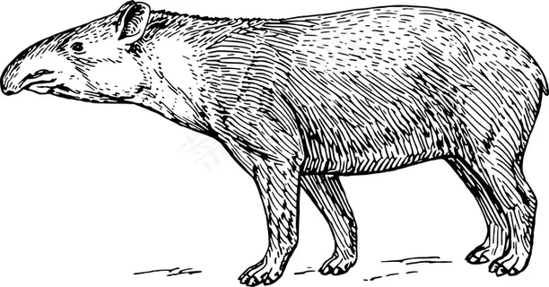 貘类动物画像图片