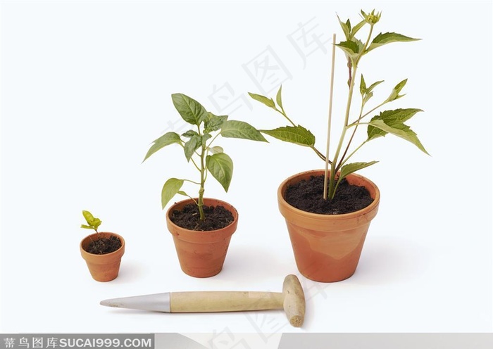 三个种了植物的小花盆和松土的锥子摆在一起