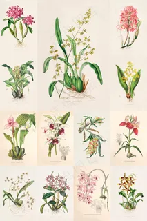 80张手绘插画兰花图集 80张手绘插画兰花图集