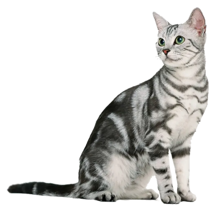 狸花猫动物